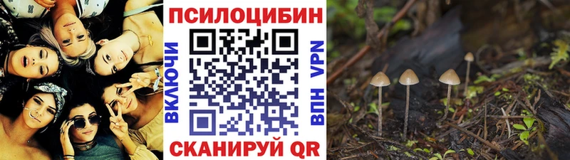 Псилоцибиновые грибы Psilocybe  продажа наркотиков  Сковородино 